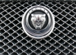 Jaguar Jaguar